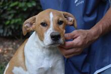 ZELA, Hund, Mischlingshund in Italien - Bild 18