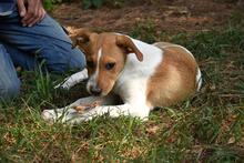 ZELA, Hund, Mischlingshund in Italien - Bild 19