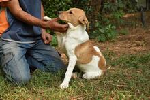 ZELA, Hund, Mischlingshund in Italien - Bild 20