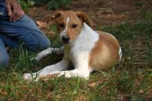 ZELA, Hund, Mischlingshund in Italien - Bild 21