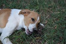 ZELA, Hund, Mischlingshund in Italien - Bild 22