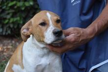 ZELA, Hund, Mischlingshund in Italien - Bild 23