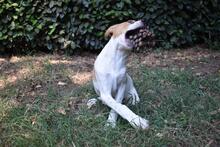ZELA, Hund, Mischlingshund in Italien - Bild 24