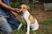 ZELA, Hund, Mischlingshund in Italien - Bild 25