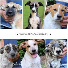 ZELA, Hund, Mischlingshund in Italien - Bild 26