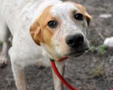 ZOILO, Hund, Mischlingshund in Italien