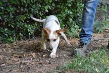 ZOILO, Hund, Mischlingshund in Italien - Bild 24