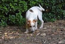 ZOILO, Hund, Mischlingshund in Italien - Bild 25