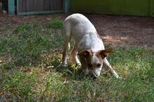 ZOILO, Hund, Mischlingshund in Italien - Bild 26