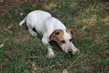 ZOILO, Hund, Mischlingshund in Italien - Bild 27