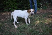ZOILO, Hund, Mischlingshund in Italien - Bild 28