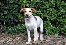 ZOILO, Hund, Mischlingshund in Italien - Bild 29