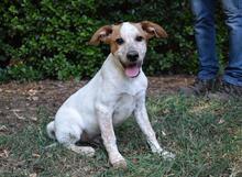 ZOILO, Hund, Mischlingshund in Italien - Bild 30