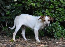 ZOILO, Hund, Mischlingshund in Italien - Bild 31