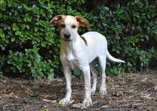 ZOILO, Hund, Mischlingshund in Italien - Bild 33
