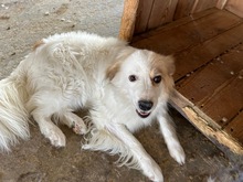 TONI, Hund, Mischlingshund in Rumänien - Bild 3