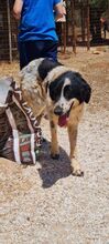 JOLIN, Hund, Mischlingshund in Griechenland - Bild 5
