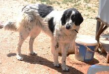 JOLIN, Hund, Mischlingshund in Griechenland - Bild 6