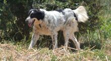 JOLIN, Hund, Mischlingshund in Griechenland - Bild 7