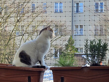 KARDOULIS, Katze, Hauskatze in Berlin - Bild 6