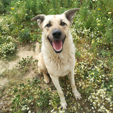 AFRODITI, Hund, Mischlingshund in Griechenland - Bild 1