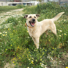 AFRODITI, Hund, Mischlingshund in Griechenland - Bild 4