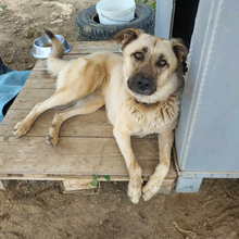 AFRODITI, Hund, Mischlingshund in Griechenland - Bild 5