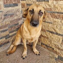 NARCISO, Hund, Mischlingshund in Belgien - Bild 5