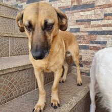 NARCISO, Hund, Mischlingshund in Belgien - Bild 6