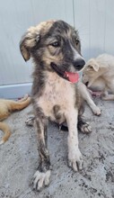 DALIBOR, Hund, Mischlingshund in Rumänien - Bild 10