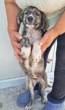 DALIBOR, Hund, Mischlingshund in Rumänien - Bild 12