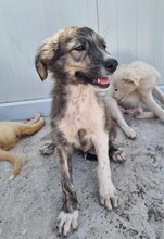 DALIBOR, Hund, Mischlingshund in Rumänien - Bild 13