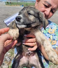 DALIBOR, Hund, Mischlingshund in Rumänien - Bild 4