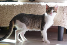 TIKI, Katze, Europäisch Kurzhaar in Bulgarien - Bild 23