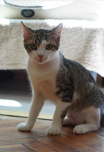 TIKI, Katze, Europäisch Kurzhaar in Bulgarien - Bild 24