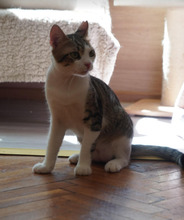 TIKI, Katze, Europäisch Kurzhaar in Bulgarien - Bild 25