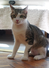 TIKI, Katze, Europäisch Kurzhaar in Bulgarien - Bild 26