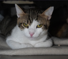 TIKI, Katze, Europäisch Kurzhaar in Bulgarien - Bild 27