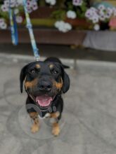 CASPER, Hund, Mischlingshund in Slowakische Republik - Bild 6