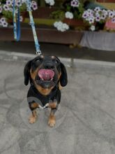 CASPER, Hund, Mischlingshund in Slowakische Republik - Bild 7