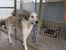 PANCHO, Hund, Mastin Español in Spanien - Bild 2