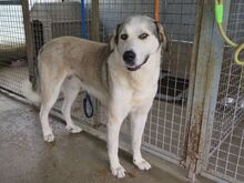 PANCHO, Hund, Mastin Español in Spanien - Bild 3