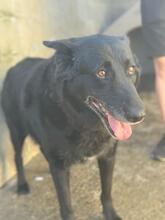 YUMA, Hund, Deutscher Schäferhund-Mix in Spanien - Bild 3