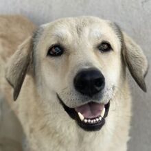 LANEA, Hund, Mischlingshund in Griechenland - Bild 1