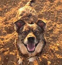 CHARLY, Hund, Mischlingshund in Bünde - Bild 2