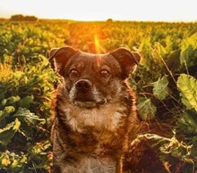 CHARLY, Hund, Mischlingshund in Bünde - Bild 6