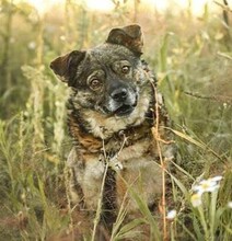 CHARLY, Hund, Mischlingshund in Bünde - Bild 7