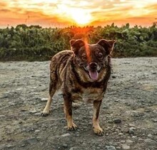 CHARLY, Hund, Mischlingshund in Bünde - Bild 8