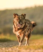 CHARLY, Hund, Mischlingshund in Bünde - Bild 9