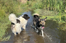 JACK, Hund, Mischlingshund in Bulgarien - Bild 10